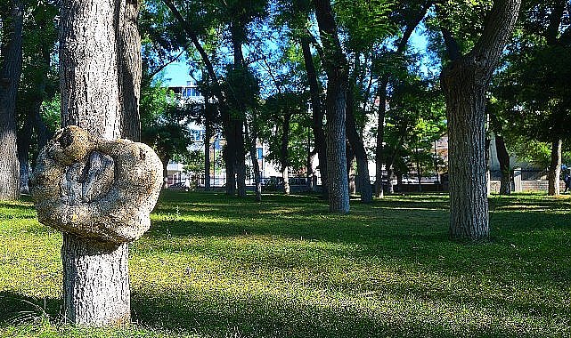 Lüleburgaz&#039;da 170 ağaç kesilmekten kurtuldu!