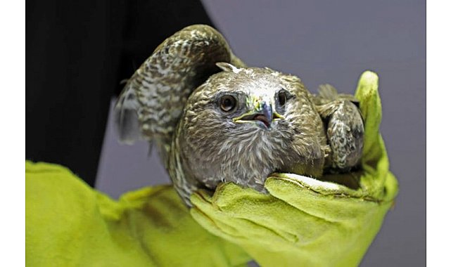 Yabani yaralı hayvanlara sağlık şefkati