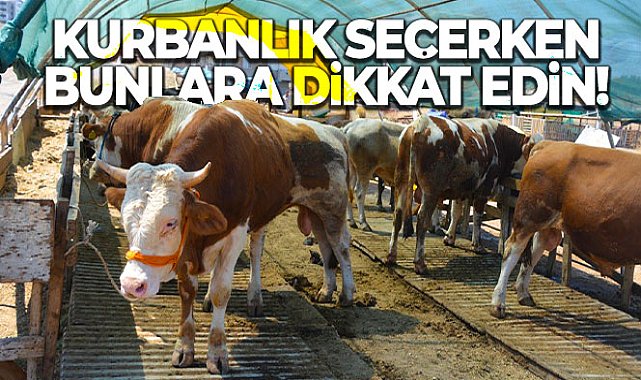 Kurbanlık seçerken bunlara dikkat edin