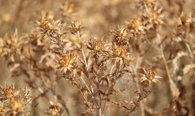 Konya&#039;da aspir bitkisi yüz güldürüyor