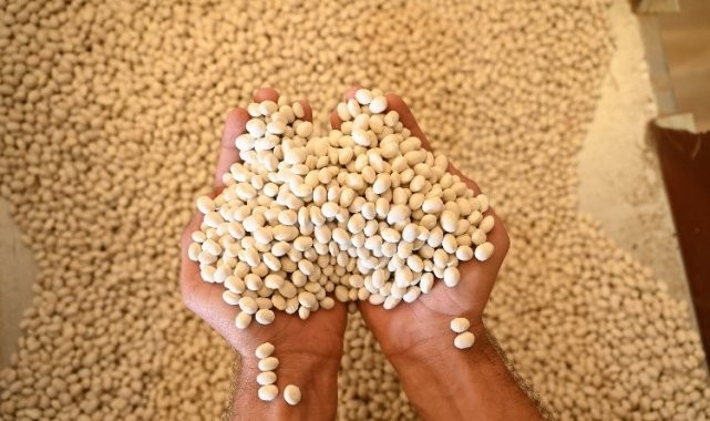 Akçabelen Fasulyesi&#039;ne Konya&#039;dan &#039;Büyük&#039; destek