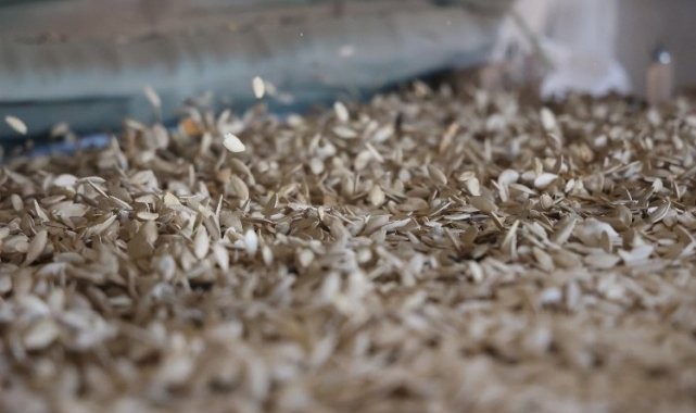 Kabak çekirdeği eleme tesisi Konyalı üreticiye kolaylık sağlıyor