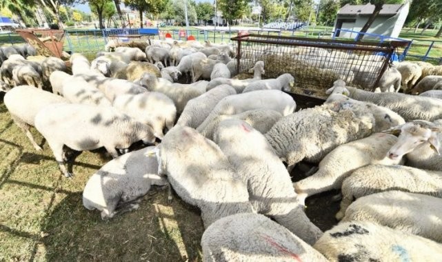 Çiftçiye küçükbaş hayvan desteği