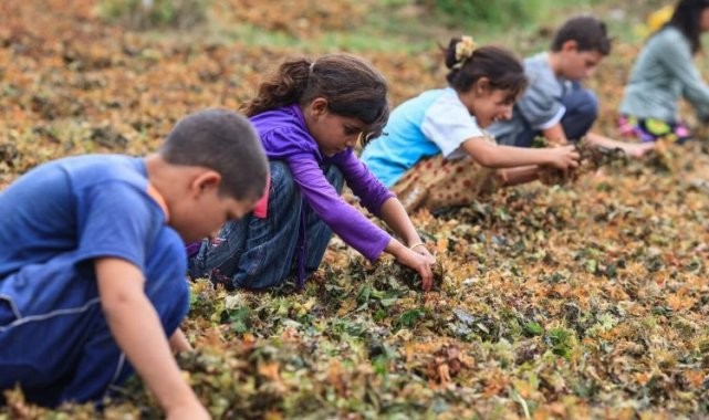Yoksulluk çocukları çalışmaya zorluyor
