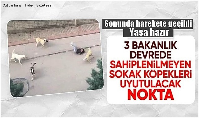 BAŞIBOŞ KÖPEKLER İÇİN SONUNDA YASA GELİYOR