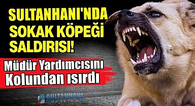 SULTANHANI'NDA SOKAK KÖPEĞİ ÖĞRETMENİ YARALADI 