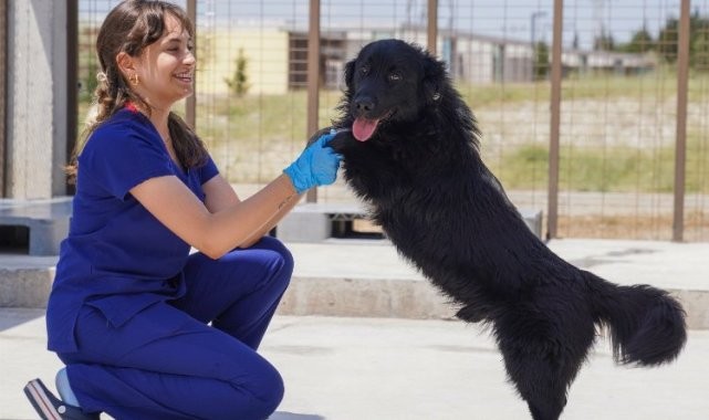 İzmir&#039;deki barınaklardan 500 köpek sahiplendirildi