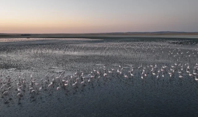 Flamingolara gözümüz gibi baktık... Uğurluyoruz!