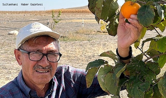 ESKİLLİ VATANDAŞ BAHÇESİNDE CENNET HURMASI YETİŞTİRDİ