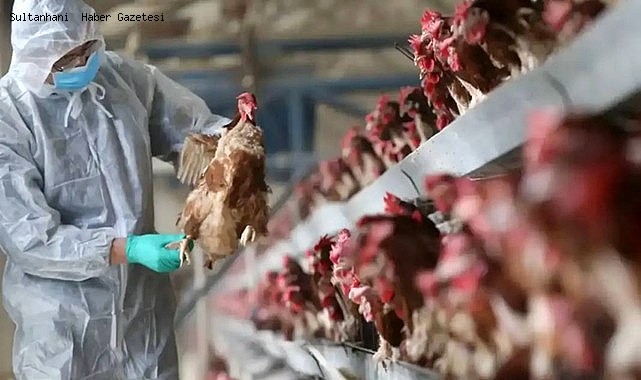 KONYA&#039;DA ÇIKAN KUŞ GRİBİ VATANDAŞLARI TEDİRGİN EDİYOR