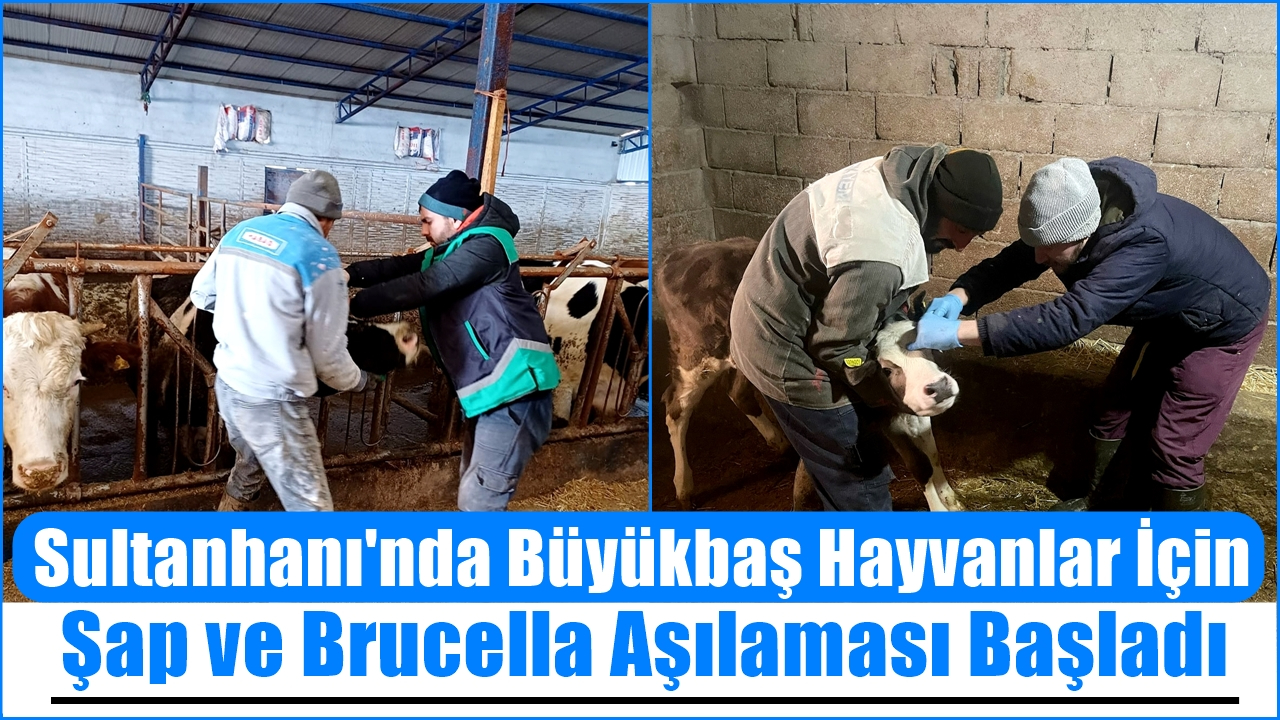 Sultanhanı&#039;nda Büyükbaş Hayvanlar İçin Şap ve Brucella Aşılaması Başladı