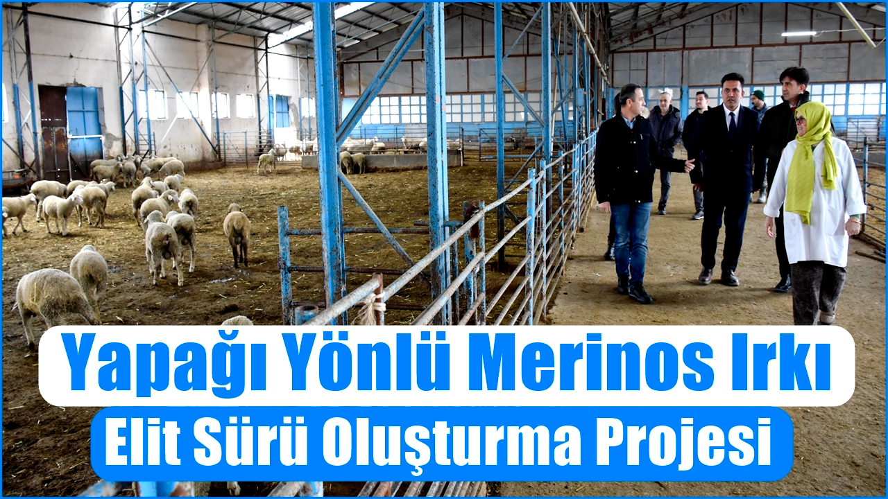 Yapağı Yönlü Merinos Irkı Elit Sürü Oluşturma Projesi