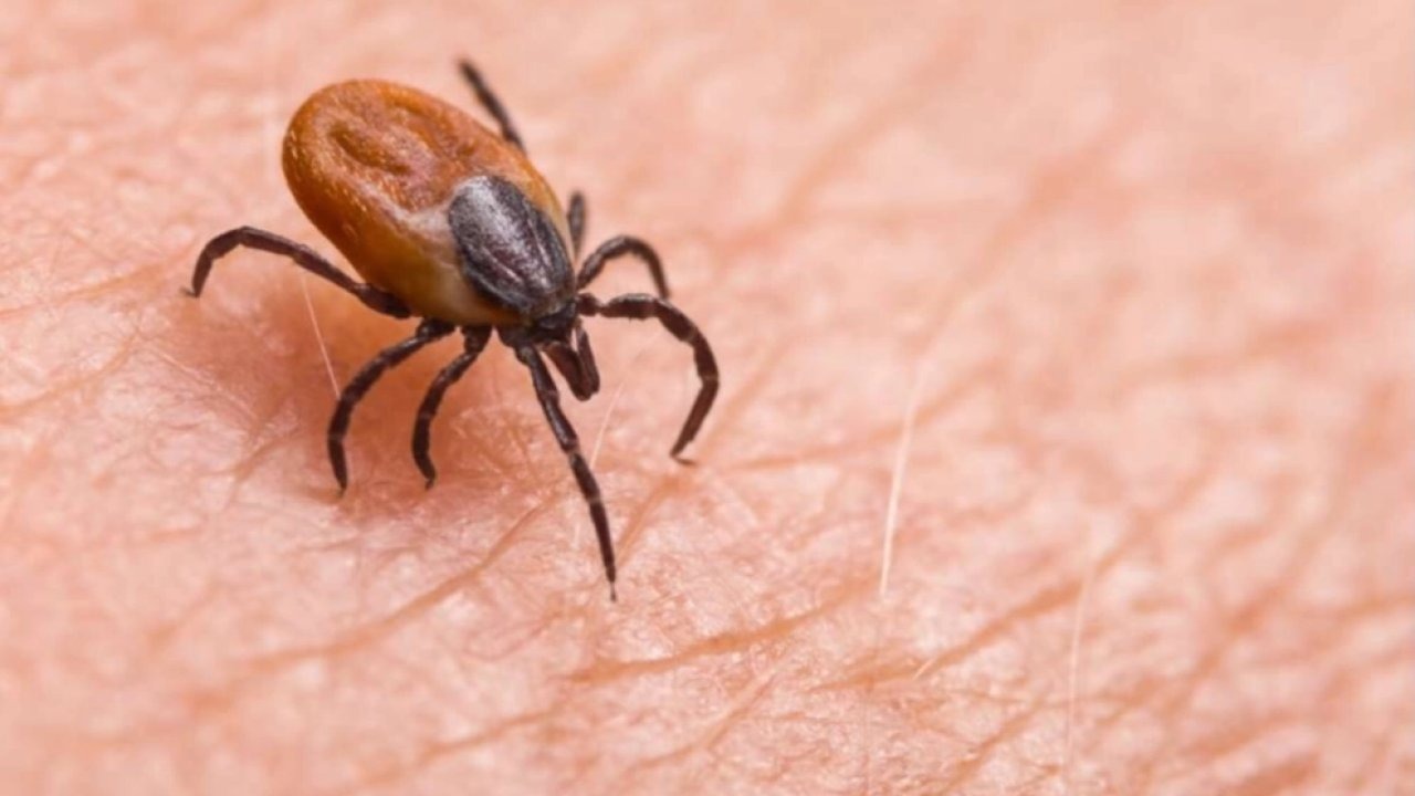 Yaz geldi, kenelere dikkat! KKKA tehlikesine hayati uyarı