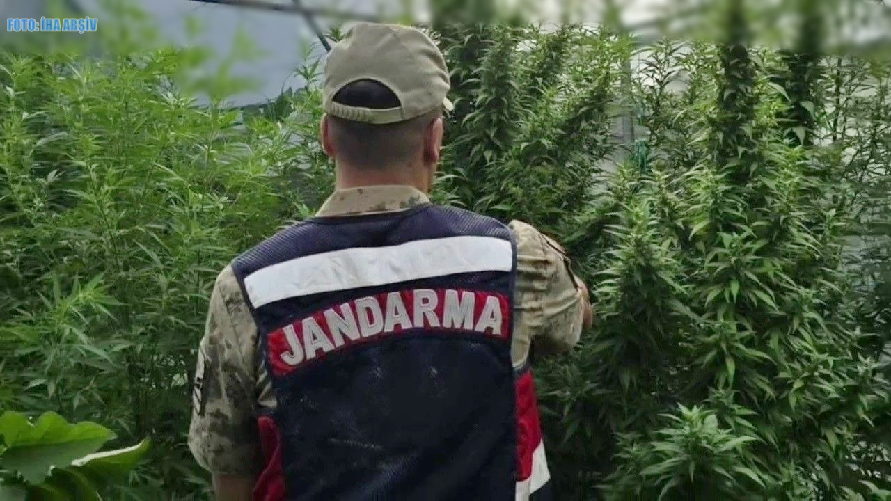 Eskil’de Jandarmadan  Gölbez Yaylası’nda Kenevir Operasyonu