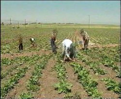 Balküpü çifçiye Pancar Avansı ödedi