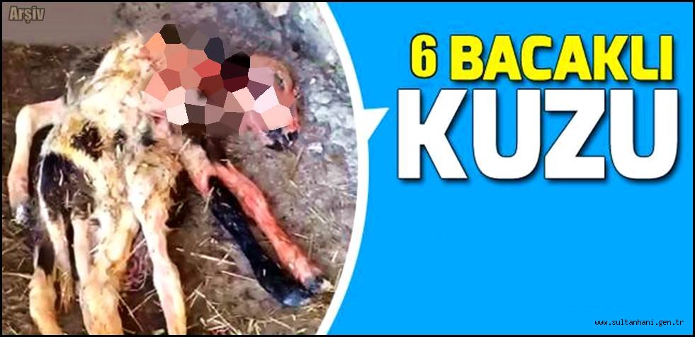 ALTI TANE BACAĞI OLAN KUZU DOĞDU