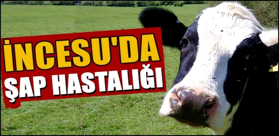 DİKKAT! İNCESU VE YEŞİLOVA DA ŞAP HASTALIĞI TESPİT EDİLDİ