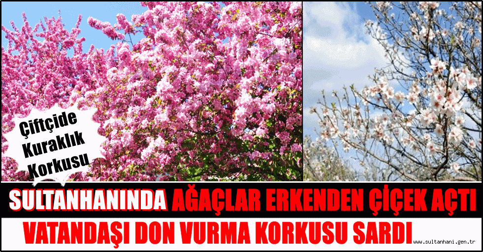 SULTANHANINDA AĞAÇLAR ERKEN ÇİÇEK AÇTI VATANDAŞI DON KORKUSU SARDI