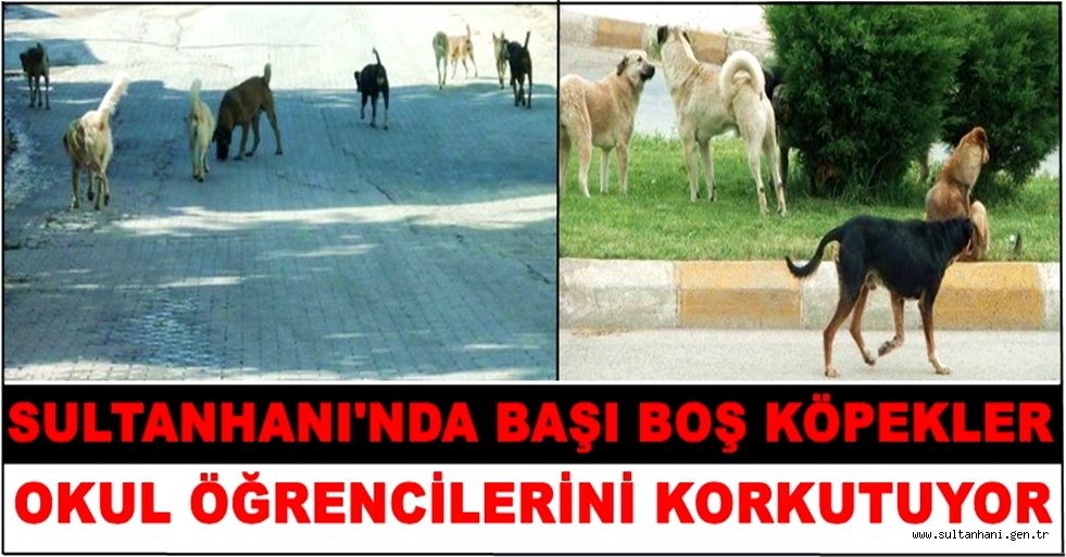 SULTANHANINDA BAŞIBOŞ KÖPEKLER ÖĞRENCİLERİ KORKUTUYOR