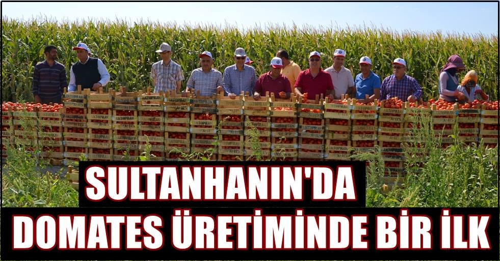 SULTANHANIN'DA DOMATES ÜRETİMİNDE BİR İLK