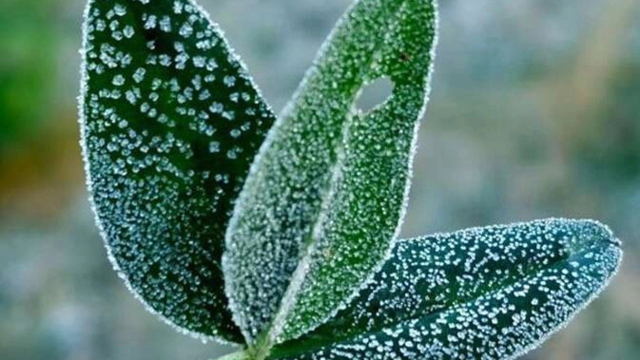 İç Anadolu&#039;nun doğusu için zirai don uyarısı