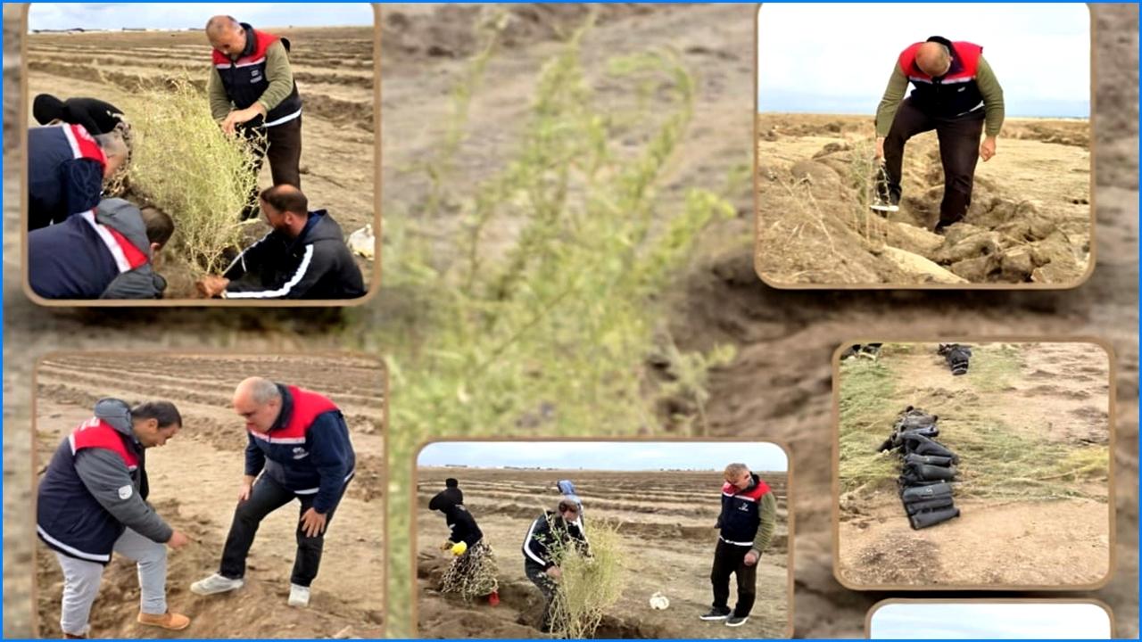 Sultanhanı’da Amerikan tuz çalısı ile verim artışı hedefleniyor