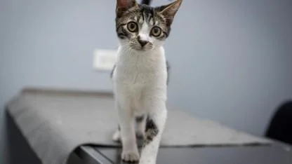 Kadıköy'de Güvenilir Veteriner Kliniği Nasıl Bulunur?