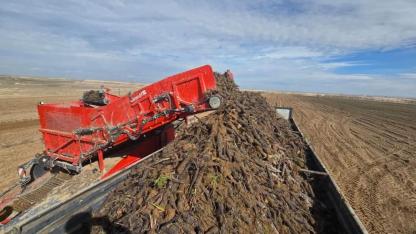 Sultanhanı'nda Siyah Havuç Hasadı