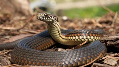 Bilinçaltının Zehirli Aynası: Rüyada Yılan Görmek Gerçekte Neyi Fısıldıyor?