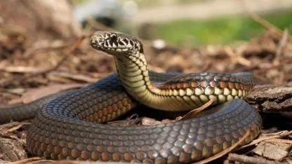 Bilinçaltının Zehirli Aynası: Rüyada Yılan Görmek Gerçekte Neyi Fısıldıyor?