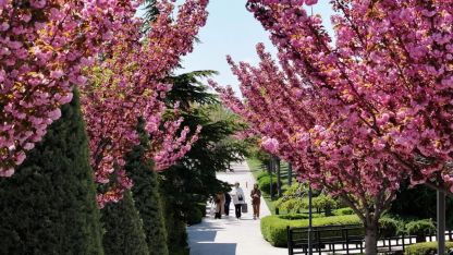 Konya'da Sakura mevsimi başladı
