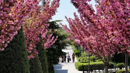 Konya'da Sakura mevsimi başladı