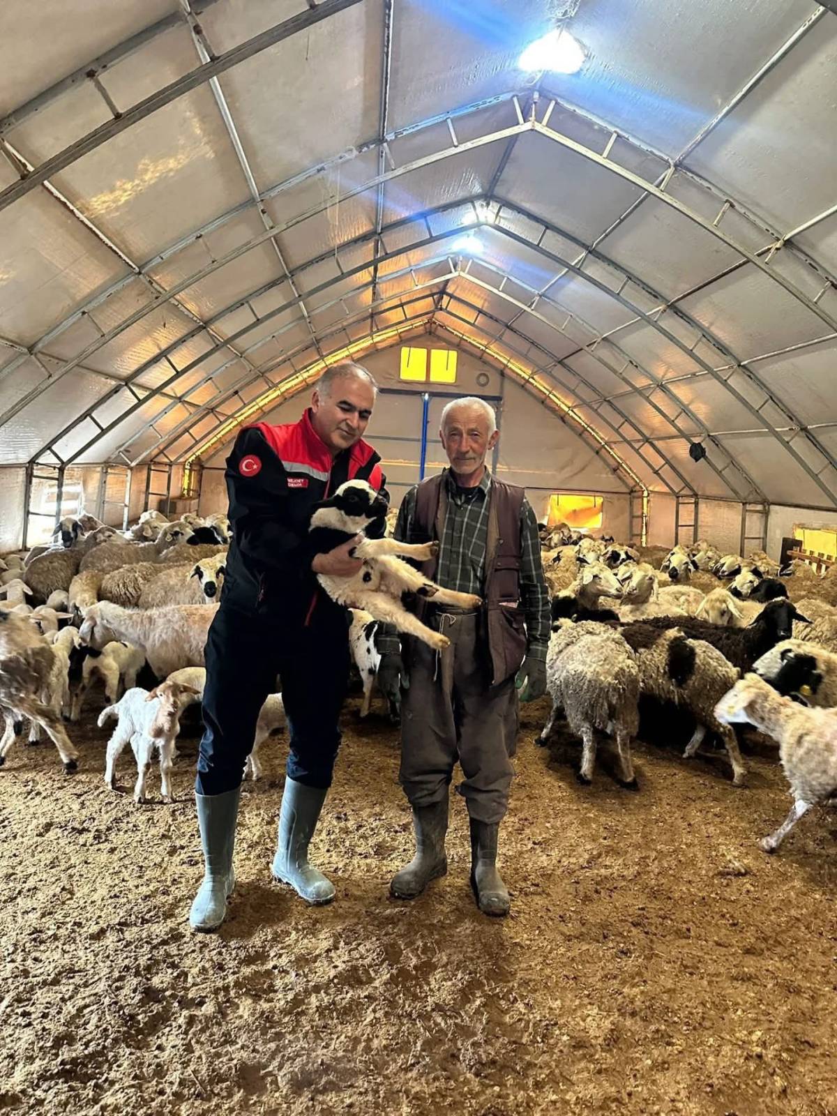 Sultanhanı'nda Siyah Havuç Hasadı